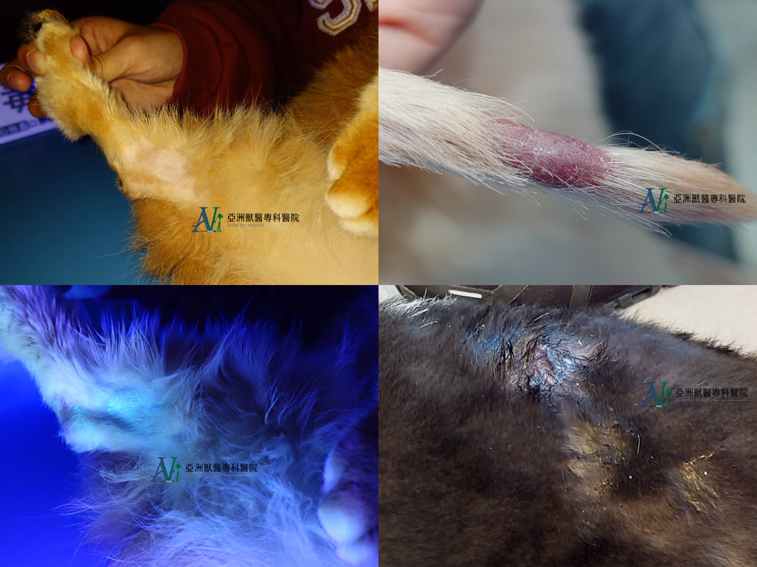 亞洲獸醫專科醫院