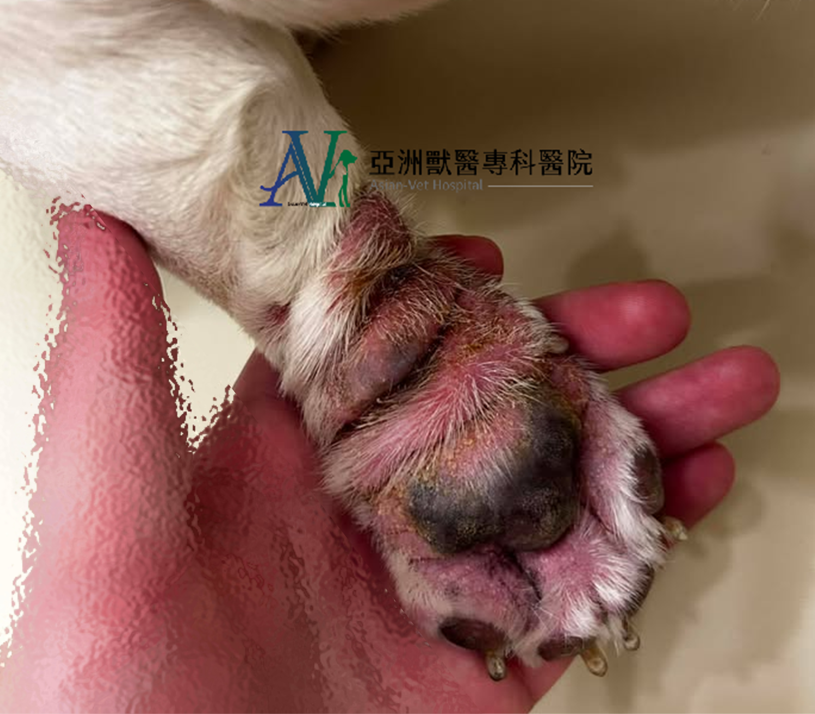 亞洲獸醫專科醫院