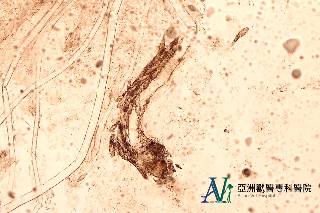 亞洲獸醫專科醫院