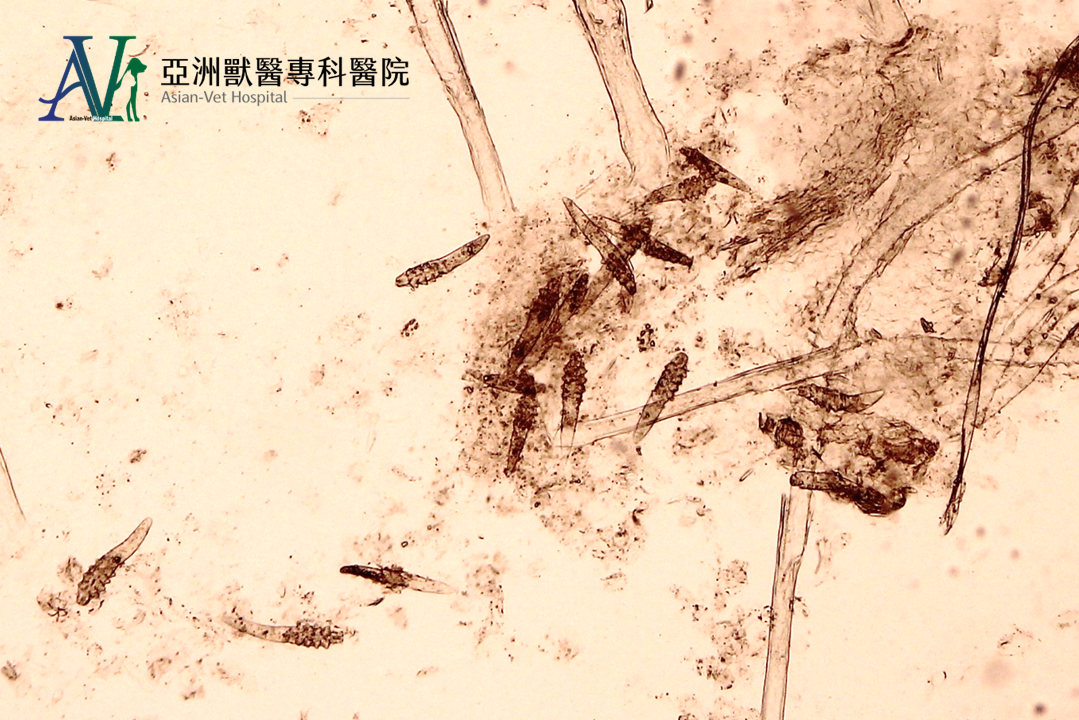 亞洲獸醫專科醫院