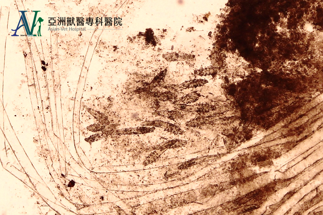 亞洲獸醫專科醫院