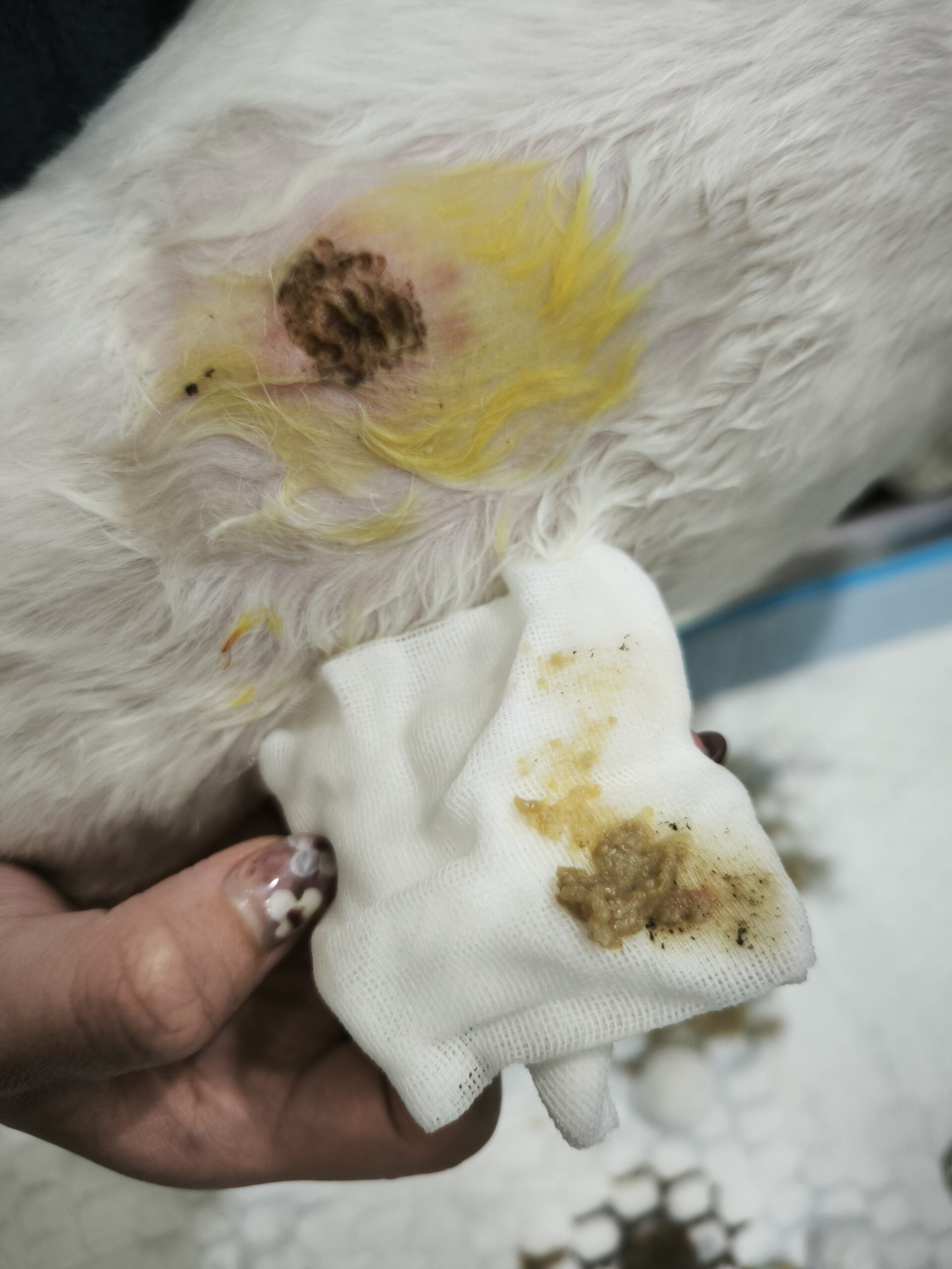 亞洲獸醫專科醫院