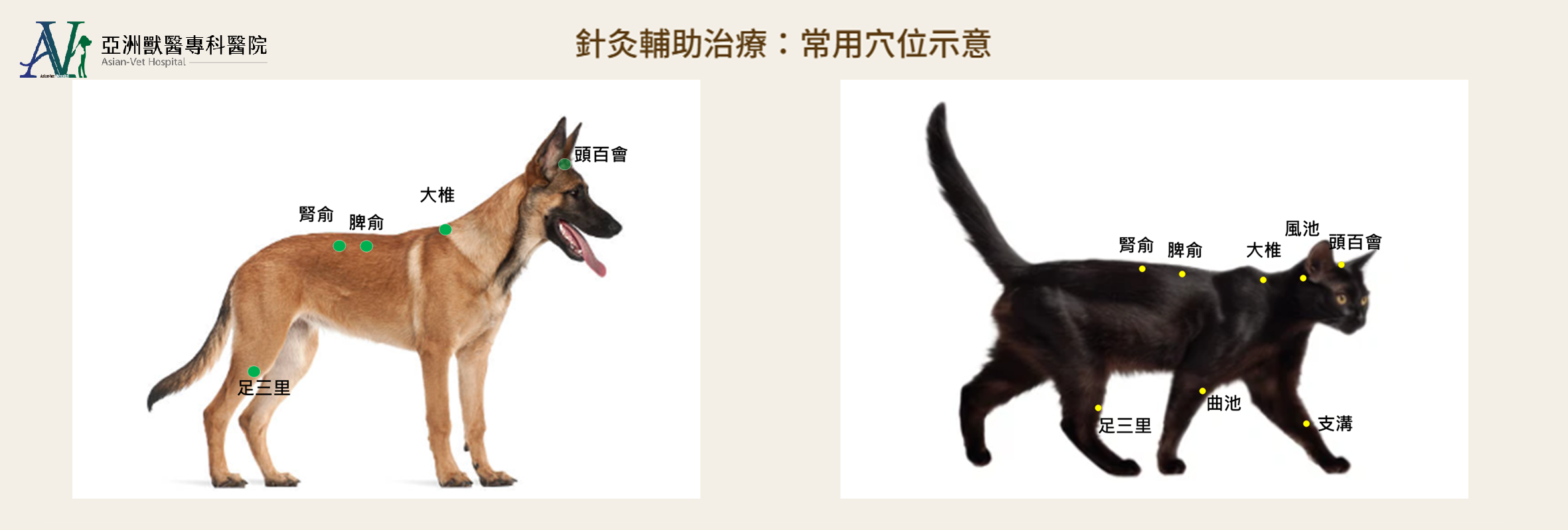 亞洲獸醫專科醫院
