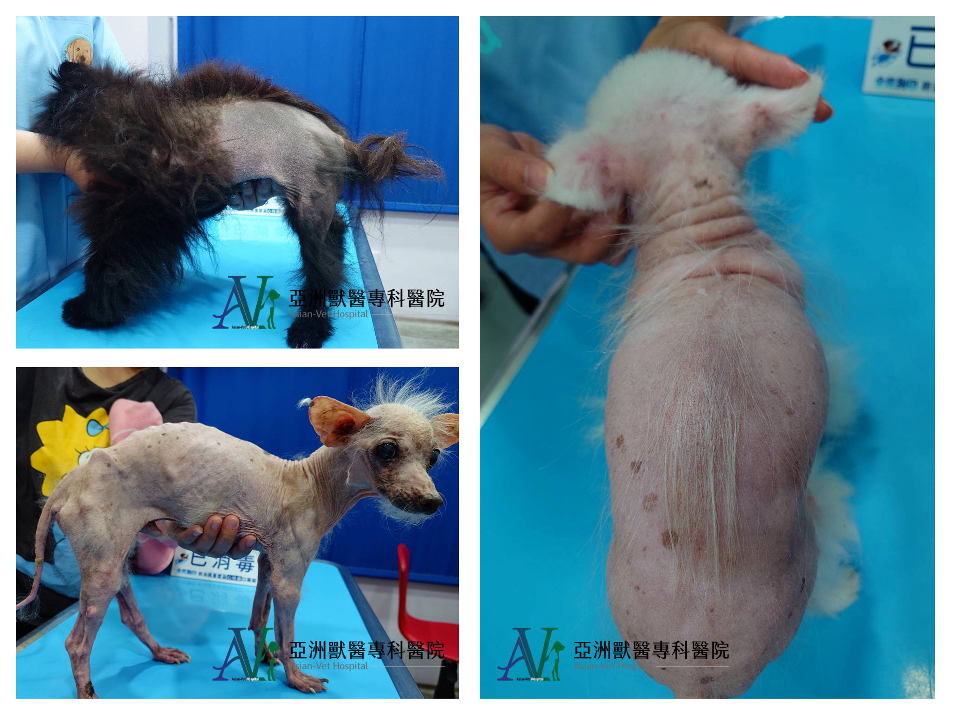 亞洲獸醫專科醫院
