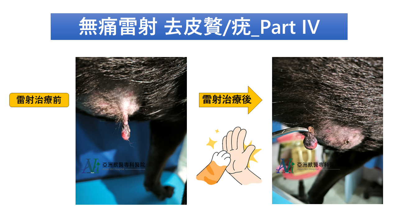 亞洲獸醫專科醫院