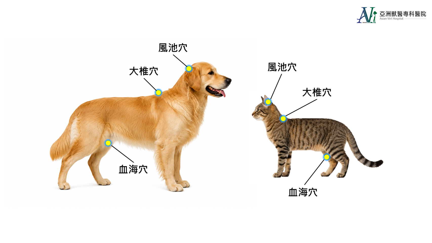 亞洲獸醫專科醫院