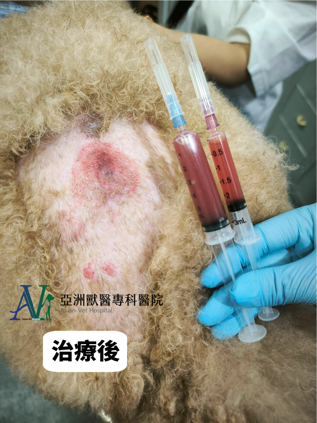 亞洲獸醫專科醫院