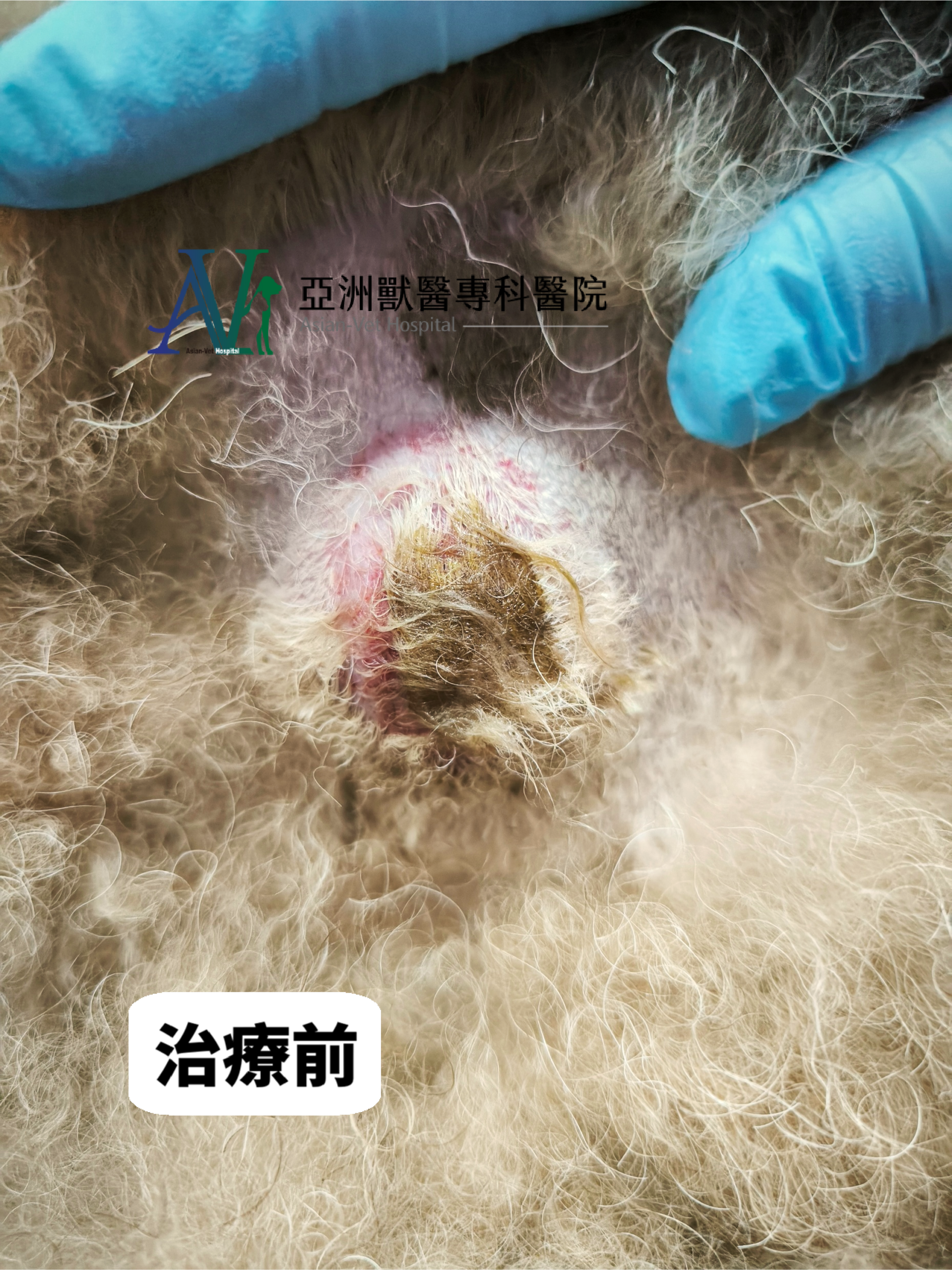 亞洲獸醫專科醫院