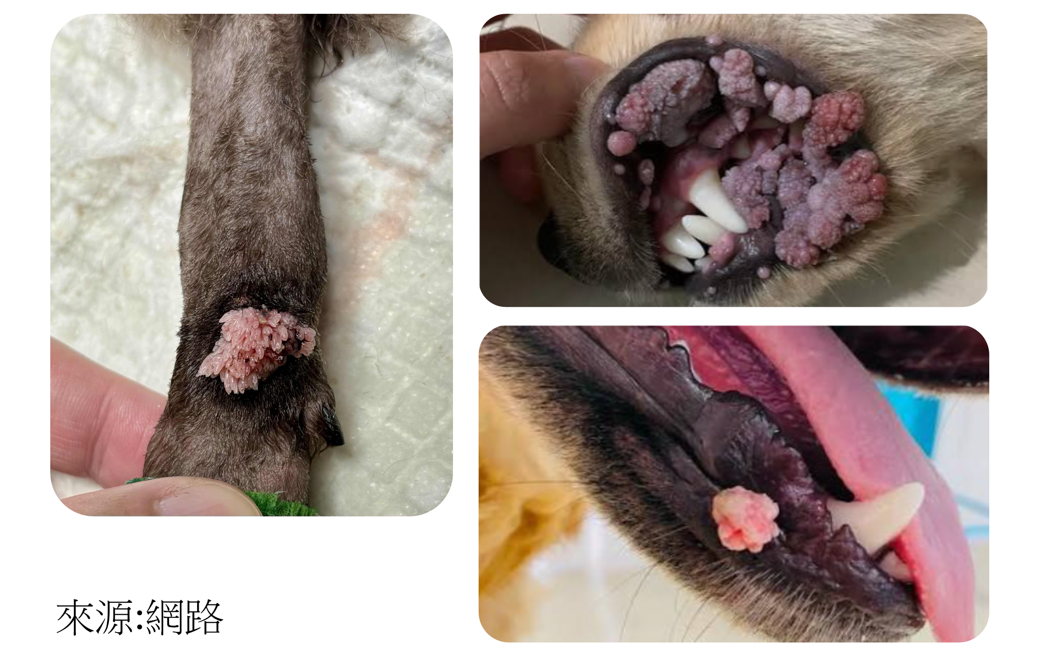 亞洲獸醫專科醫院
